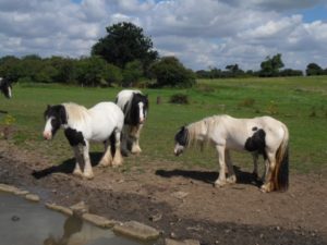 Horses at Ansty